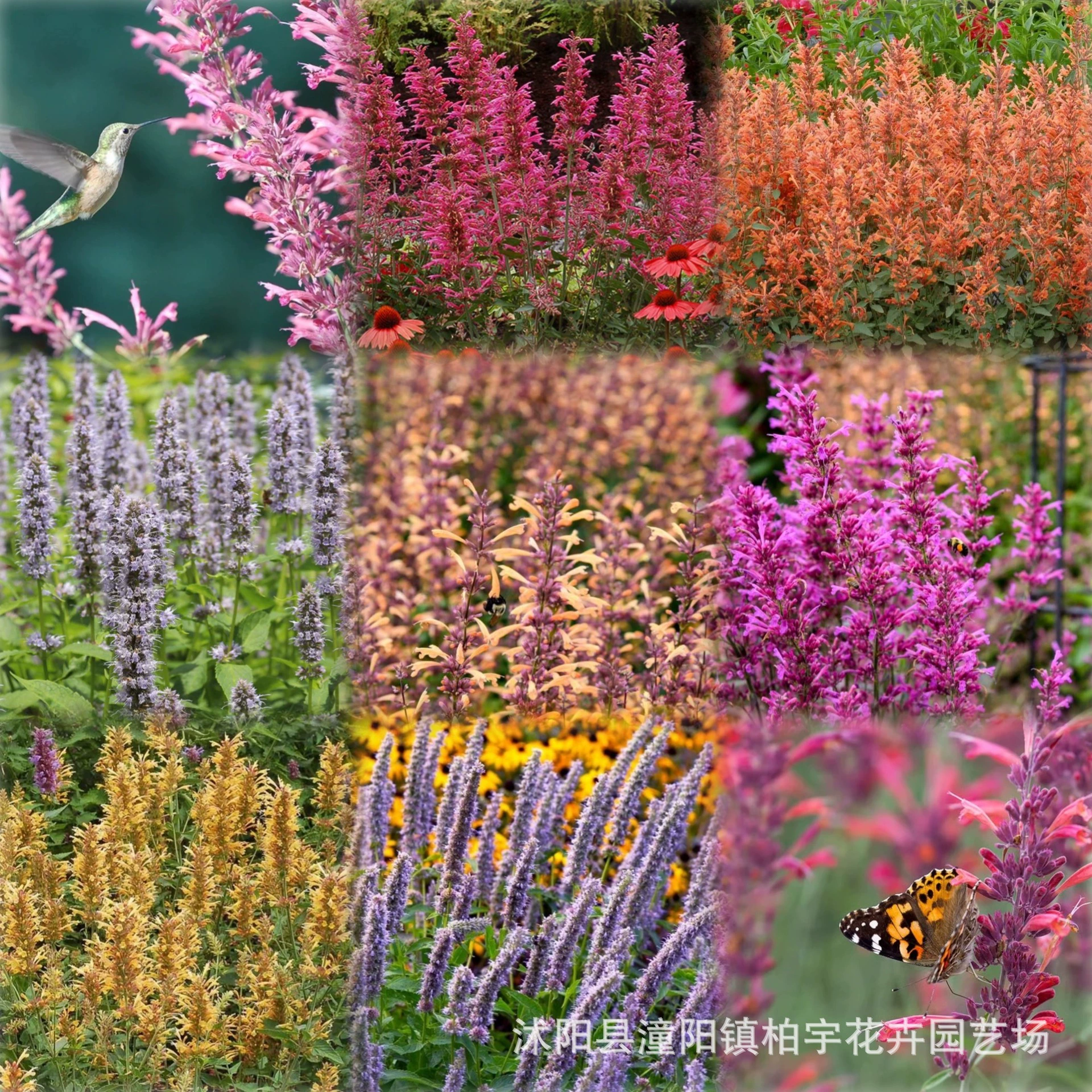 [Трансграничная поставка] Семена цветов пачули смешанных цветов, семена пачули, двор, балкон, четырехсезонные растения в горшках, отпугивающие семена цветов