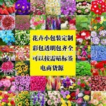 重瓣太阳花波斯菊百日草满天星凤仙花种子批发四季开花卉团购小包