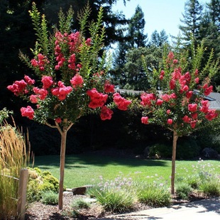 ��ޱ��t���ͥԺ�G����ľֲ����ռt�����L��ޱ����