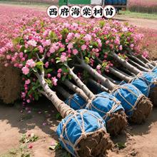 现挖垂丝海棠树苗西府海棠花老桩盆景带花苞庭院绿化地栽海棠绿植