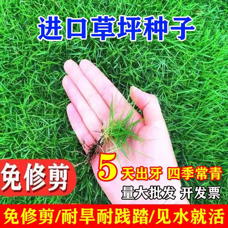 Семена газонных трав, вечнозеленые многолетники, без обрезки, защита склонов двора, ковровая трава для зеленения, семена травы «собачий зуб» Манилы.