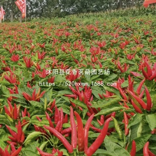 ���콷�N�Ӹ߮a����С�������N���ļ��Nֲ̩���N������ͥԺ�߲˷N