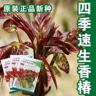 �ļ��㴻�N�������t���㴻�N�Ӽt�~�㴺ѿ����߲˷N���ļ����r��