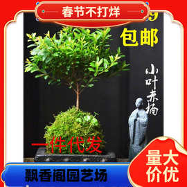 一件代发小叶赤楠苔藓球盆景植物花卉微景观水培办公室内好养四季
