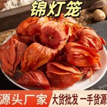 锦灯笼 中药批发灯笼花 红灯笼 灯笼果 红菇娘挂金灯红姑娘干皮果