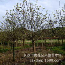 供应紫玉兰 红玉兰 二乔玉兰 玉兰树苗工程乔木 规格多 量大