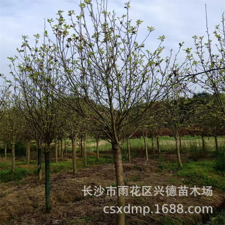 Поставка фиолетовой магнолии, красной магнолии, двухрожковой магнолии, саженцев магнолии, инженерных деревьев различных спецификаций и больших количеств.