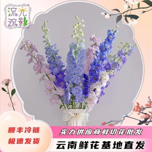 Dafeiyan Flowers Yunnan Kunming Base Straight Hair Xiaofeiyan Fresh Cut Flower Shop Wedding Stall Group Buying Wholesale
