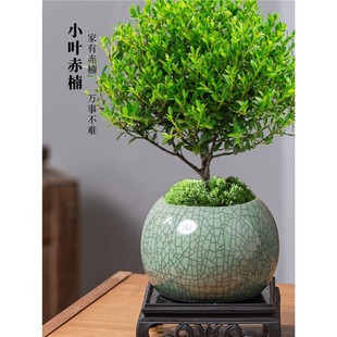 С�~����Ϙ������辰����ֲ���҃Ȼ����k��������С�Gֲ���B�ļ�