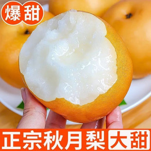 Qiuyue Pear Shandong Laiyang Fresh Fruit теперь собирает положительный камный сахарная груша 10 фунтов сезонного времени, чтобы сделать целую коробку