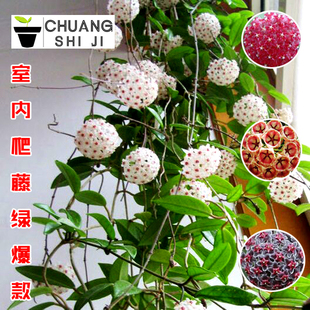 Ball Orchid Seedlings Indoor Climbing Vine Spider Orchid Potted Florals Green Leaf Flower Heart Ball Orchid Large Seedling Climbing Plant