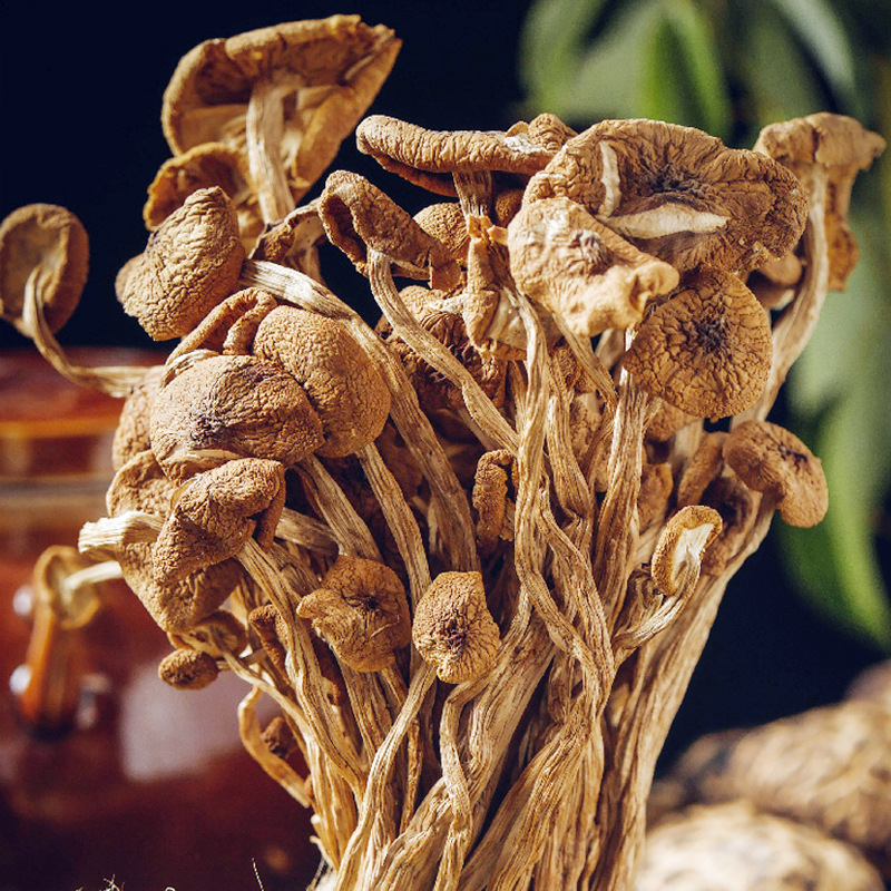 Dry goods do not open umbrellas. Fujian Gutian Tea Tree Mushrooms dry goods wholesale open umbrella Tea Tree Mushrooms. The tea tree mushrooms manufacturer supports drop shipping of tea tree mushrooms.