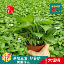 小盆栽绿萝水培盆栽好养活除甲醛净化空气土培绿萝广州基地批发