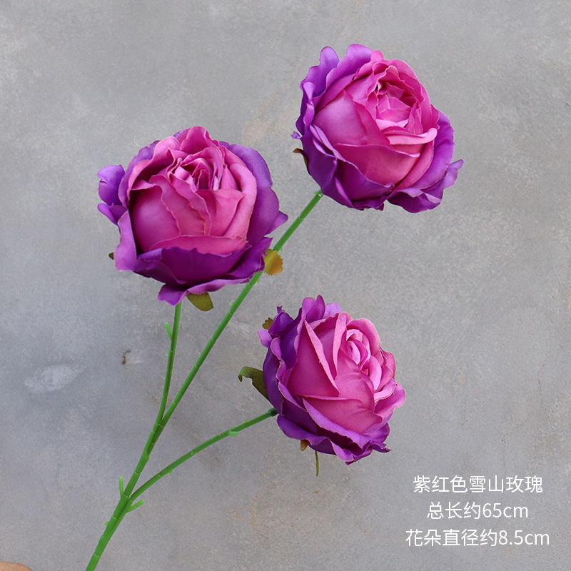 보라색 눈 산 장미