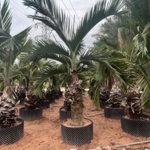 Landscaping Palm Tree Wine Bottle Coconut Origin Tropical Landscape Tree Cold-Resistant Budi Coconut Quote