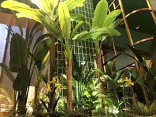 景观绿植树大型热带植物转角会所墙角餐厅软装花艺