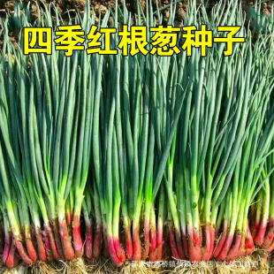 �t��С���[�N�����ļ�С���[�N���ﶬ�ͺ��͟�tƤ�t�^�[�N��