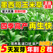 ļ߮aīײݷNMڸߵKuZţ~ݷN