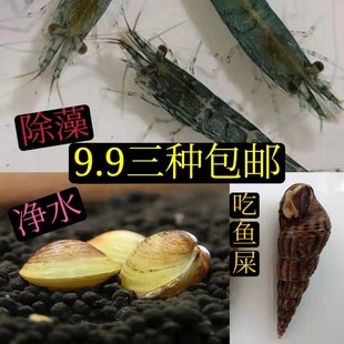 Black Shell Shrimp, Algae-Removing Shrimp, Fresh Ornamental Shrimp, Cleaning Grass Shrimp, Freshwater Shrimp, Live Cherry Blossom Shrimp, Live Shrimp, Cold Water Shrimp