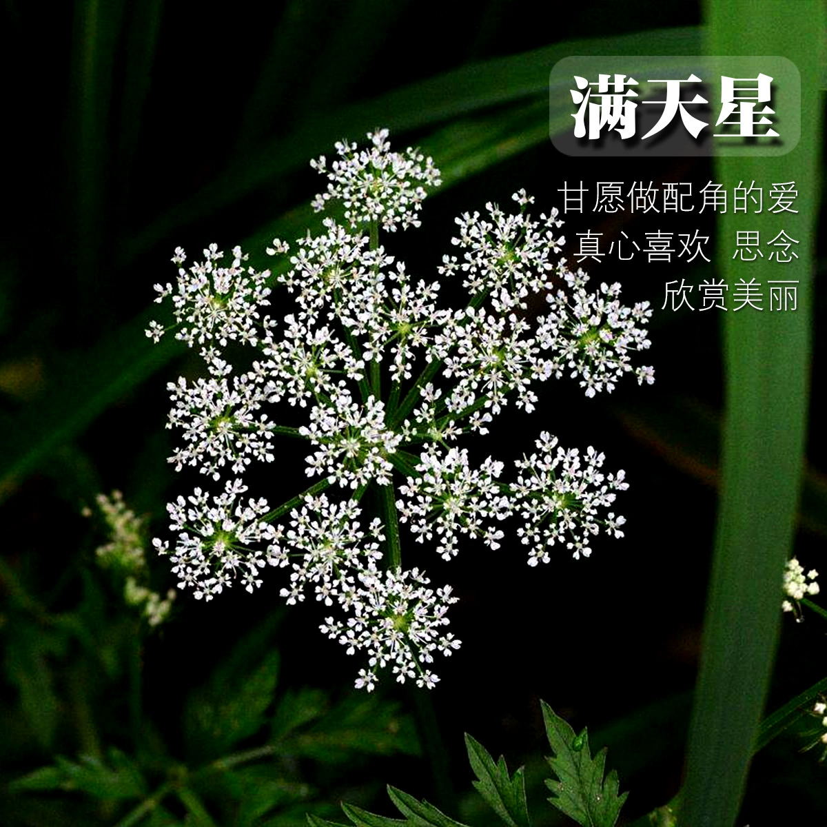 Гипсофила семена цветов фабрика оптом Садоводство Семена цветов инженерные семена цветов Парк двор семена Гипсофилы