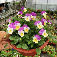 �����������Ԏ�����ɫ����߅�����ͺ����ܾGֲ�҃����̓��_��ֲ��