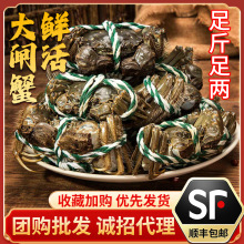苏州大闸蟹现货净重足两鲜活螃蟹全母公蟹礼盒装代发顺丰包邮批发