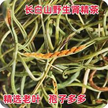 肾精茶野生长白山化石草秋天老叶肾精草嗷嗷叫茶黄金草肾经草石韦