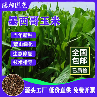 Mexican Corn Grass Seeds, High-Yielding Forage Crops, Four-Season Breeding Perennial Regenerated Forage Grass Seeds for Pigs, Chickens and Ducks