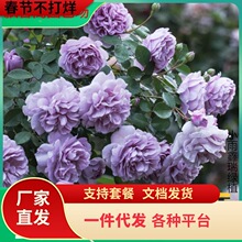 һ�����l�{ɫ��������¼������Nޱ���玧�����ļ��_���̨ͥԺ��