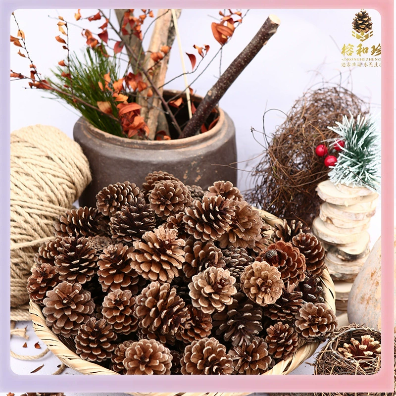 ➻Pine cones, natural pine cones, American pine, local pine, pine cones, Dalintou, pine flowers, pine cone crafts