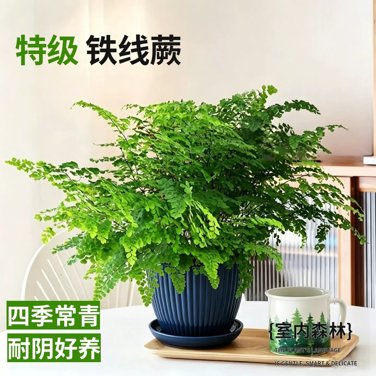 【精品大盆】铁线蕨+简约蓝盆