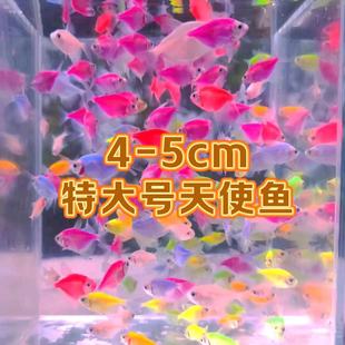 ����ߴ硿��ʹ�~�Ꭷ�^�p�~�û�����Ⱥ���ֵ�컨����˾W�t�~