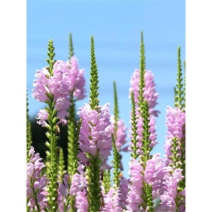 �������������^�N�ӾG�����ܷN��¶�ر�ֲ�ﻨ���zӰ������������