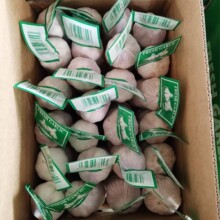 EXPORT����  ɽ�|���l��Ʒ�հ��� 4.5cm   С���b