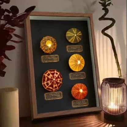 爆款海胆小夜灯USB款A4成品 收藏及摆件氛围感拉满收藏党必入 复