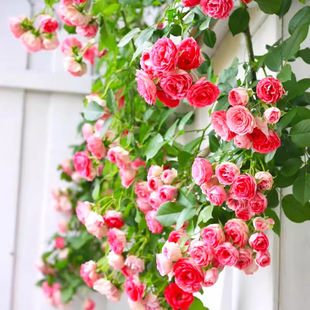 ��֬���¼����ٱ��¼��������̨ͥԺ���^�ڻ�������ֲ��õ�廨��