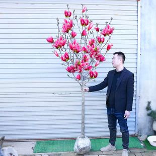 ���m���������ͥԺ�t���m�����m�������ԾG�������L�����羰�^��