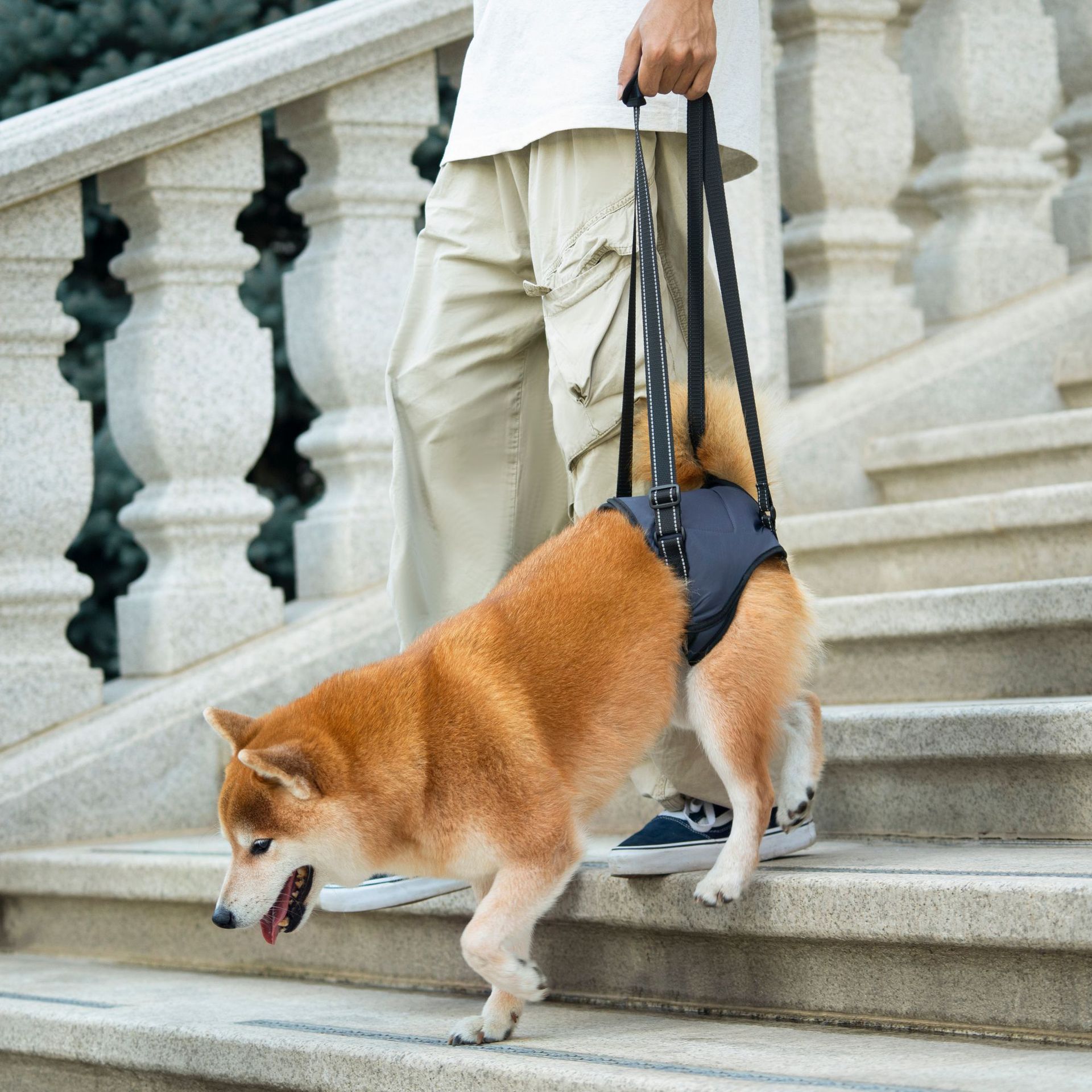 Cinto de suporte para patas traseiras de cães idosos_voghion.com