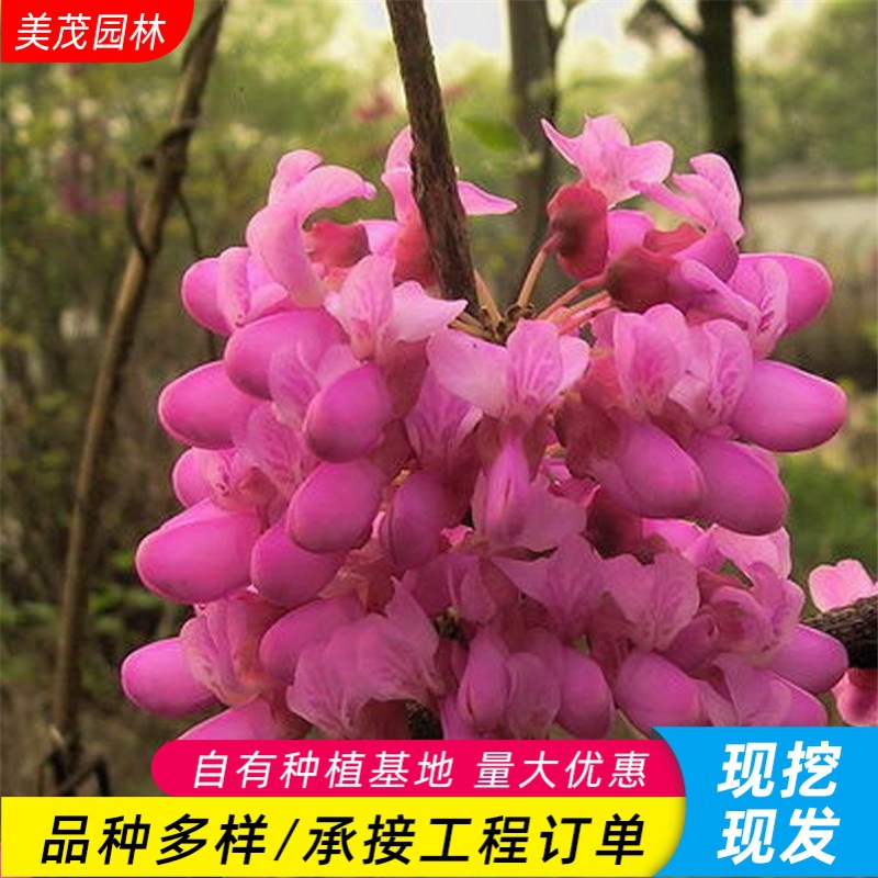 丛生紫荆树苗批发 公园花圃点缀绿化苗木庭院风景树巨紫荆满条红