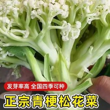 台湾青梗松花菜种子种籽秋后花菜菜花夏季秧苗孑秧四季蔬菜苗籽种