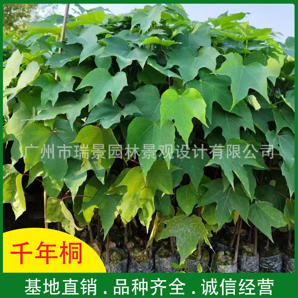 正宗千年桐苗子油桐树苗庭院地栽绿植观赏花卉品种公园绿化行道树