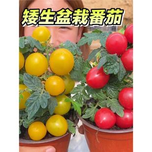 �������Է��ѷN�Ӳ�ݮ�߲˷N�������С���t���}Ů���ļ����̨��