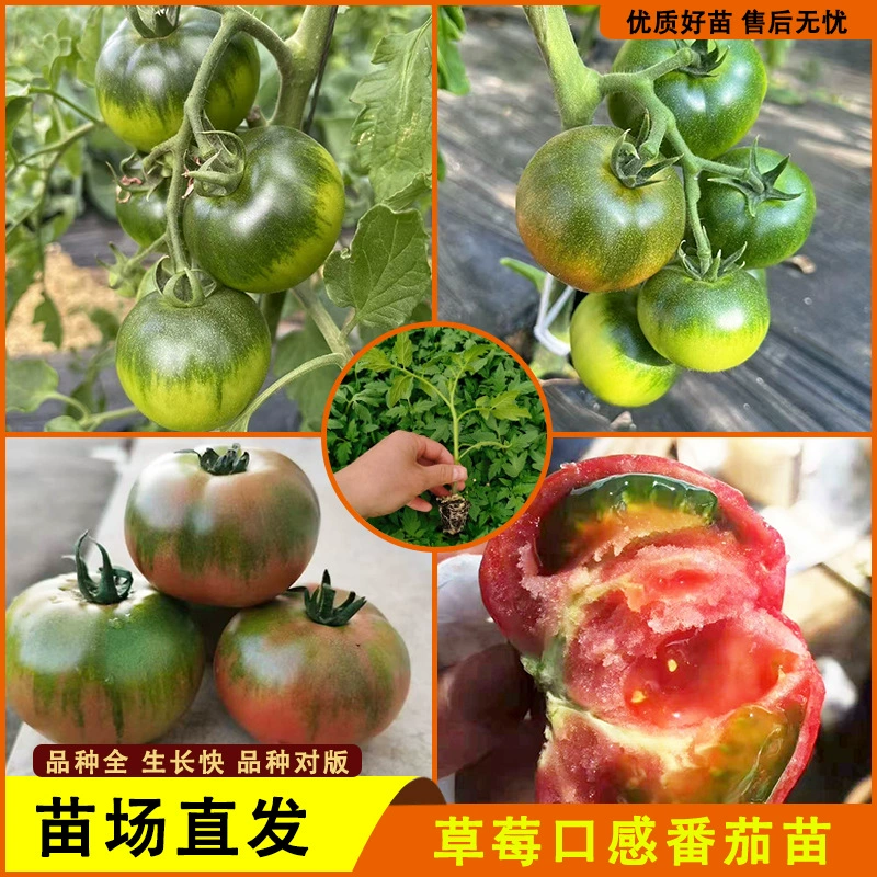 Клубничная хурма рассада железная хурма фруктовая текстура помидор зеленое плечо помидор