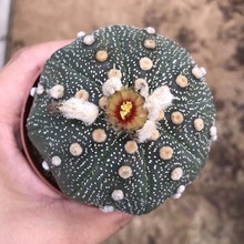 Ƕ  6-7cmo    񃞰l؛