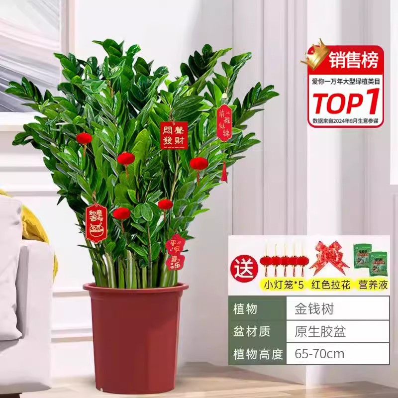 Pot besar pohon uang 60-80cm8-14 tanaman (pot tanah asli)