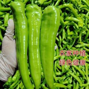 ԭ�b��ǽ��N�Ӵ��ţ�������N�Ѵ������ļ��̨�����ཷ�߲˷N��