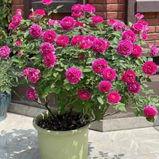 Dropshipping New European Shrub Rose Seedlings, Juice Balcony Potted Courtyard Extra-Large Fragrant Roses
