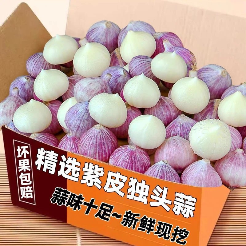 High-Quality Dried Single-Head Garlic, Fresh Dried Garlic with Purple Skin, Round-Headed Single Garlic, Red Spicy Garlic, Seasonal Vegetables