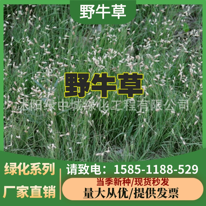 Семена газонной травы Семена Травы зубра, устойчивые к болезням и насекомым, легко выращиваются, износостойкие топтать, солеустойчивые семена кормовой травы зубра