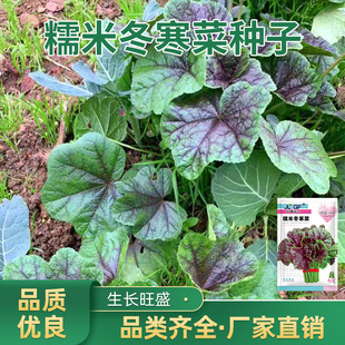 Ŵ�׶����˷N���ļ����{�˶������R��˽����߲����߲˷N�����l